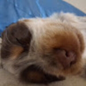 Meet your Posher, Miia